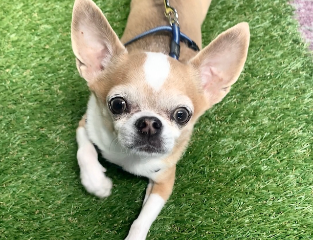 umělý trávník pro psi